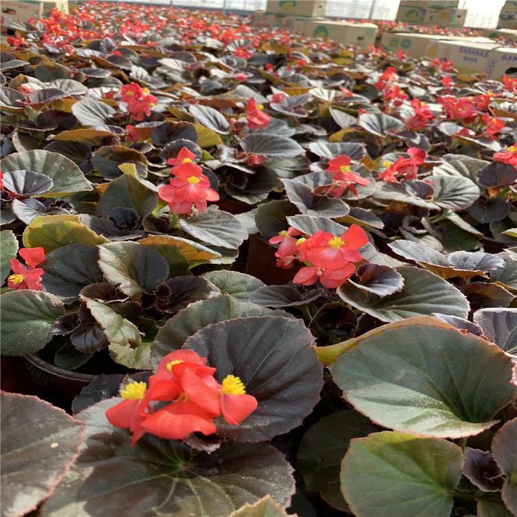 优惠中_四季海棠_基地批发 草花基地批发