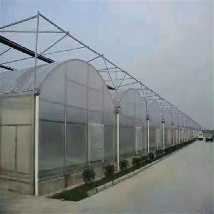 建设连栋薄膜温室 山东金农温室 口碑好的连栋薄膜温室建造商