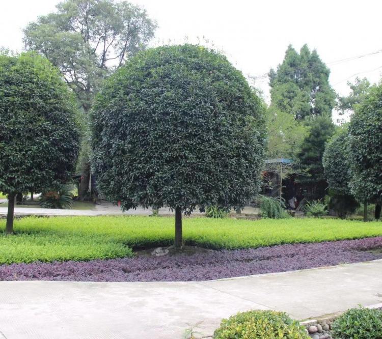 四川桂花树 四川桂花树种植基地 桂花树苗木基地