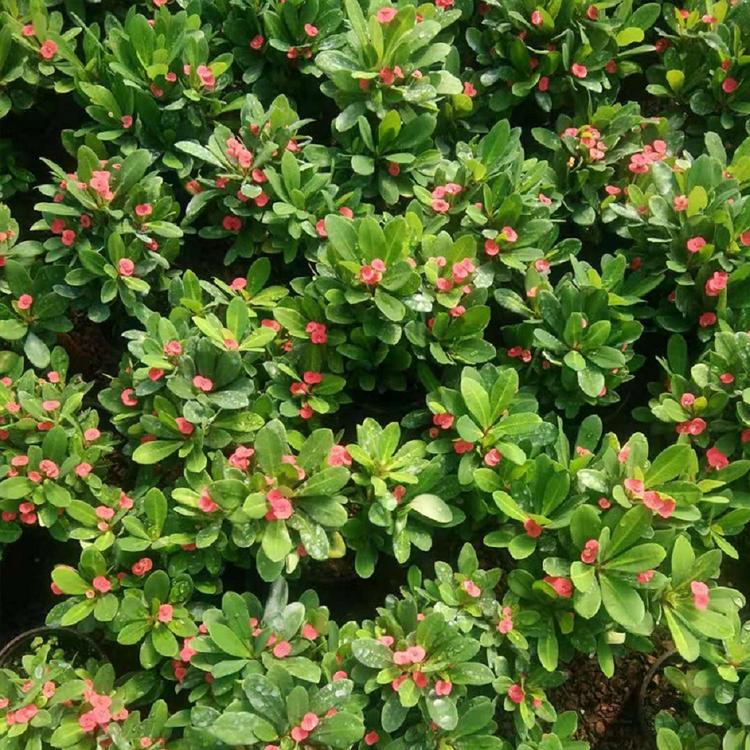 虎刺梅基地供应 铁海棠批发价格 凯洋花卉 虎刺梅培育基地