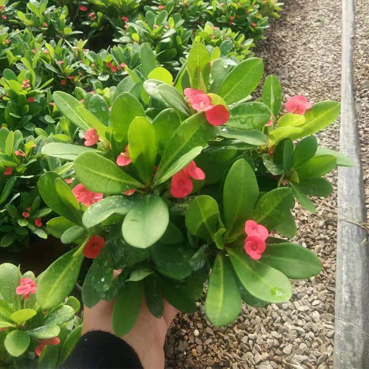 虎刺梅盆栽 基地种植虎刺梅 凯洋大量供应虎刺梅 铁海棠