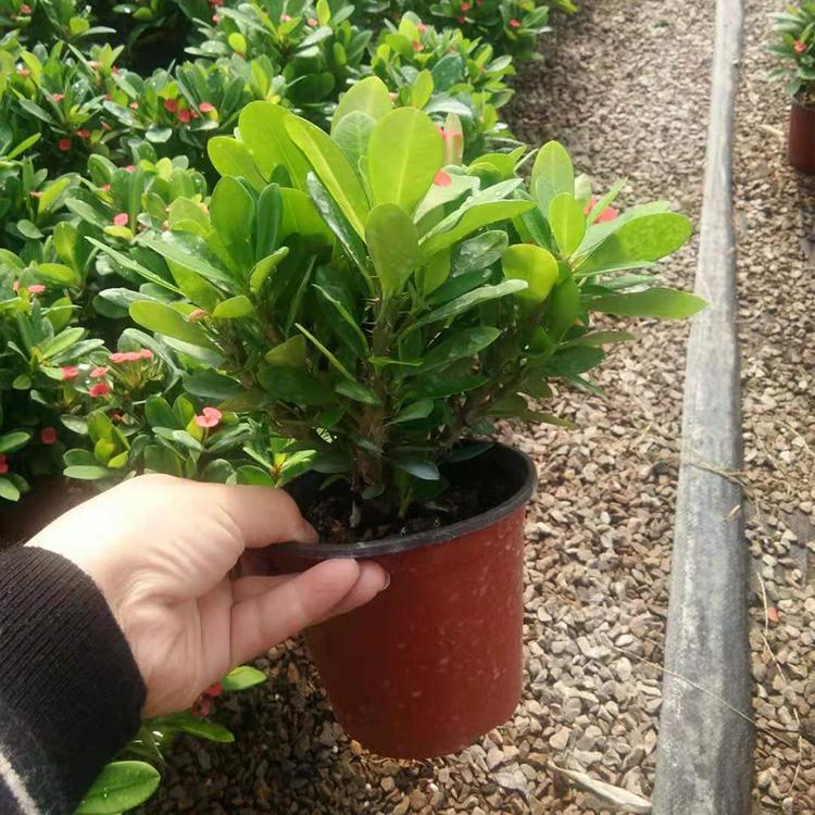 优良的虎刺梅批发商 批发虎刺梅 铁海棠出售