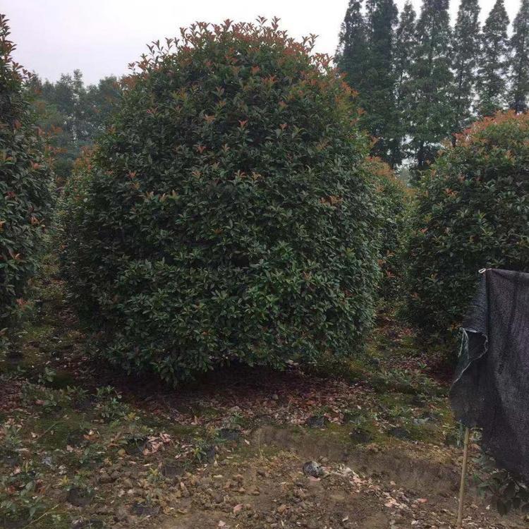 温江红叶石楠基地 成都温江红叶石楠基地自产自销