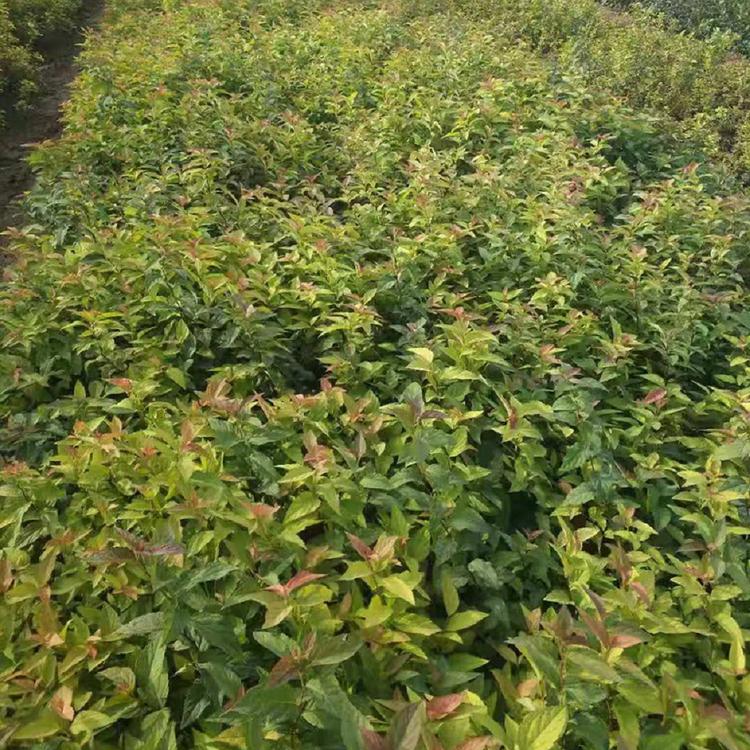 金焰绣线菊培育基地【凯洋】批发金焰绣线菊 金焰绣线菊批发价格