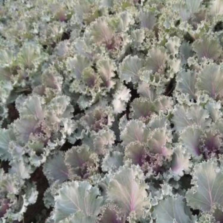 山东羽衣甘蓝种植基地  羽衣甘蓝报价