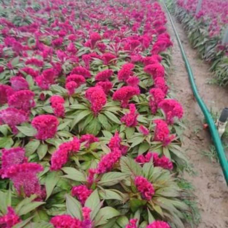山东鸡冠花批发  鸡冠花种植基地|地邦  鸡冠花报价