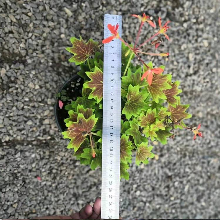 枫叶天竺葵 基地种植 园林植物 盆栽枫叶天竺葵 凯洋种植