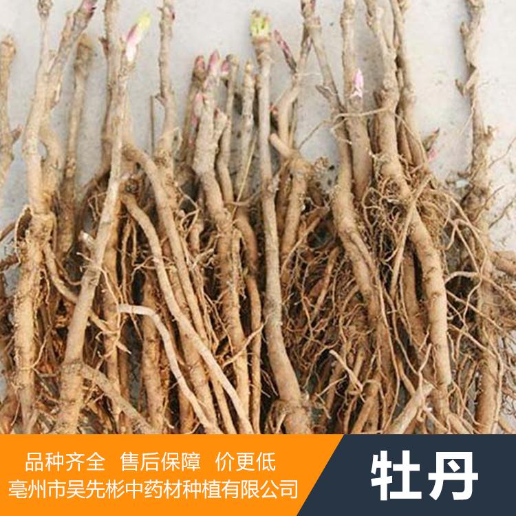牡丹种子/牡丹种苗品质好 厂家直销