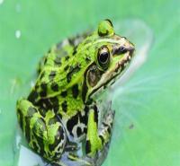 四川青蛙养殖 黑斑蛙养殖公司 常年批发青蛙黑斑蛙 商品蛙价格