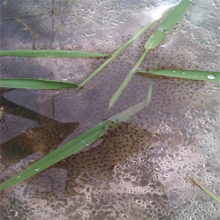 华宗黑斑蛙卵团零售批发 四川黑斑蛙种蛙种苗养殖 四川黑斑蛙卵团