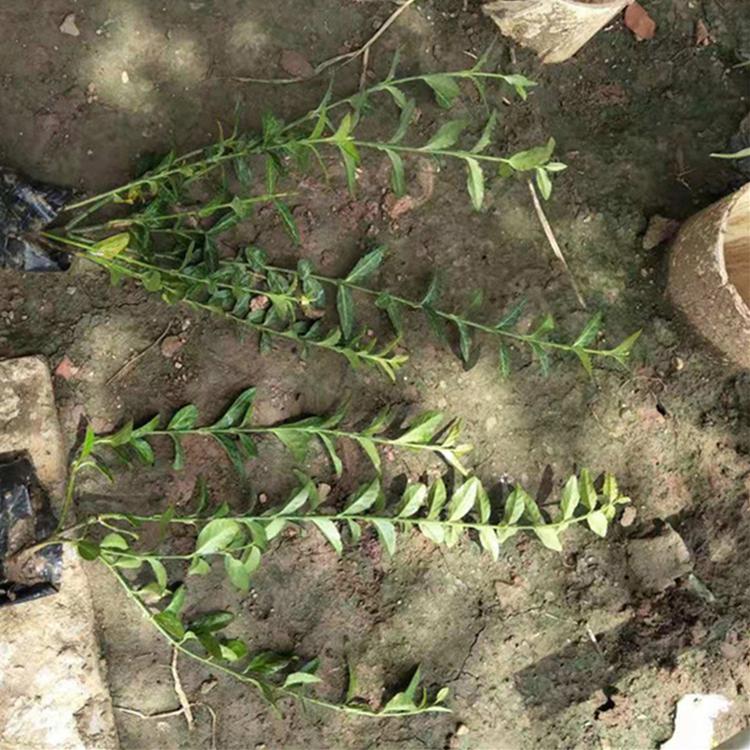 青州绿化小苗基地 小叶扶芳藤价格 小叶扶芳藤批发