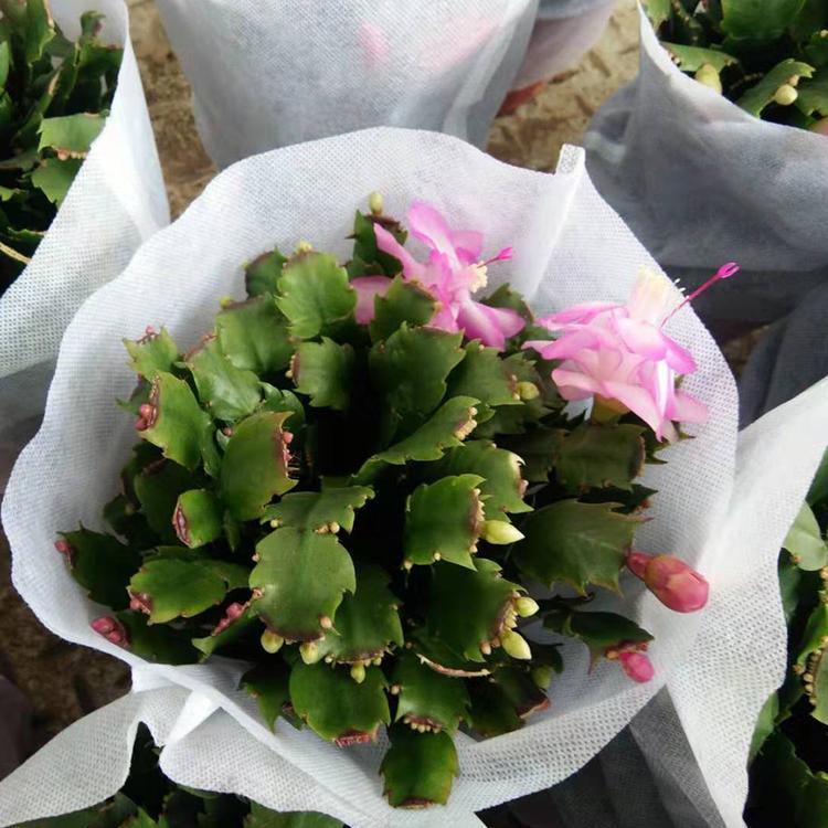 蟹爪兰价格 基地种植蟹爪兰 凯洋现货供应室内植物蟹爪兰