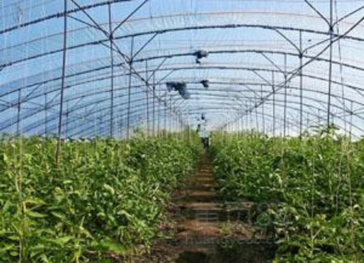 厂家直销西瓜大棚膜价格 大棚膜销售