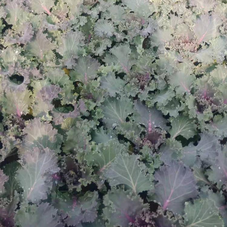 山东_河北羽衣甘蓝供应商 青州禹阳 基地种植羽衣甘蓝