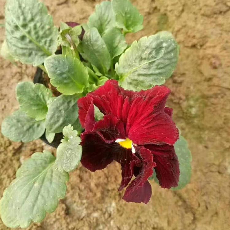 三色堇 三色堇种植基地 三色堇批发 青州三色堇价格
