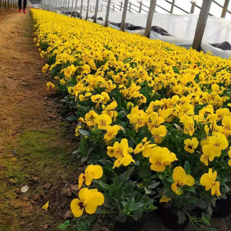 三色堇种植基地 三色堇批发 青州三色堇价格