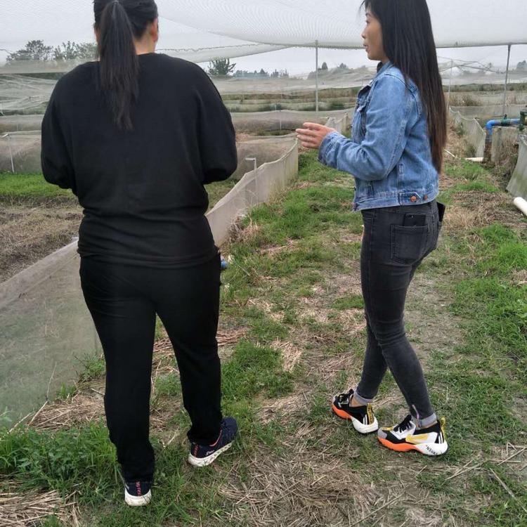 青蛙苗养殖基地常年供应/四川人工青蛙养殖技术/青蛙 蝌蚪 卵团基地优质供应/成都青蛙苗 黑斑蛙养殖基地