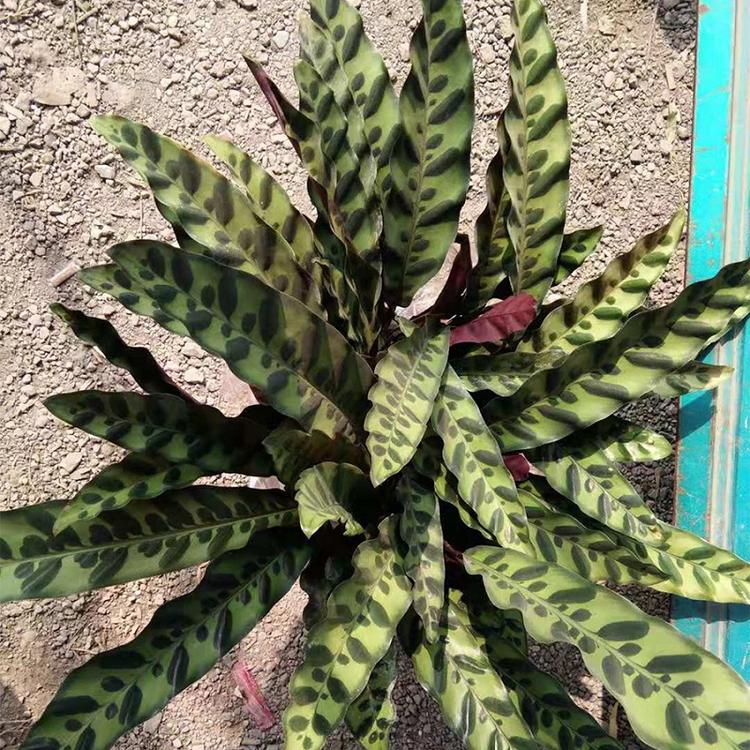 猫眼竹芋 竹芋【基地供应】净化空气 青州凯洋大量种植猫眼竹芋