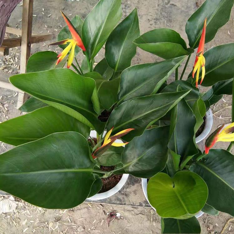 基地供应天堂鸟 盆栽绿植天堂鸟批发
