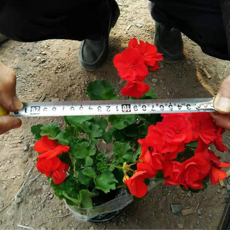 盆栽天竺葵价格 凯洋花卉大量出售天竺葵 价格实惠