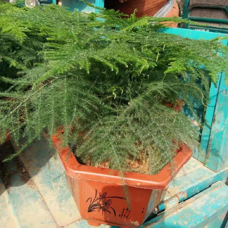 文竹【基地种植】防辐射文竹 凯洋花卉大量供应