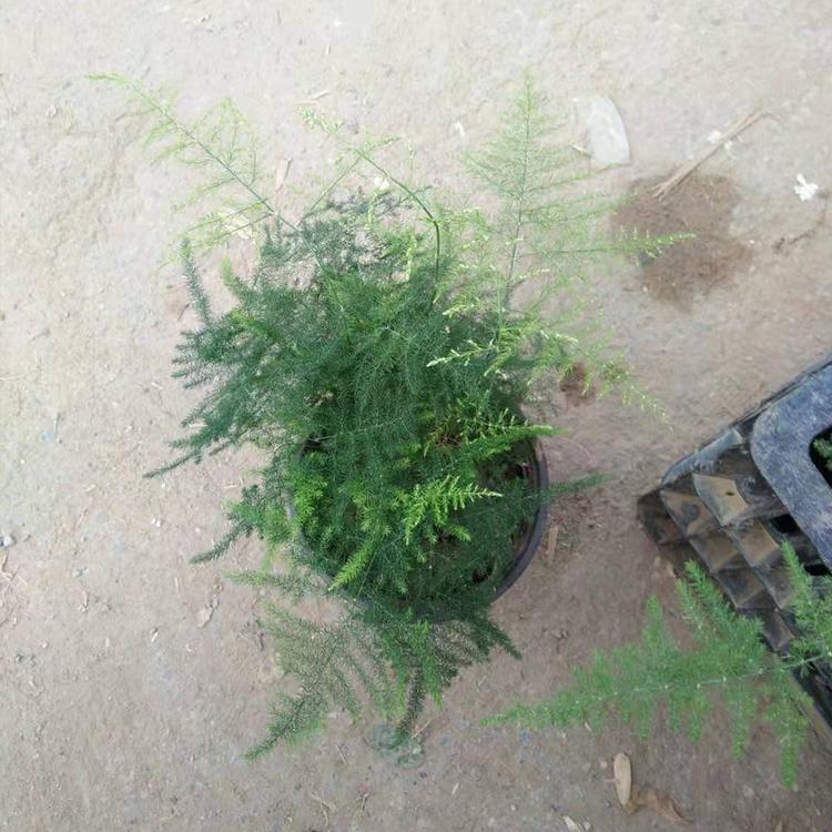 盆栽文竹 凯洋直销 文竹 微景观绿植 种植基地 文竹价格