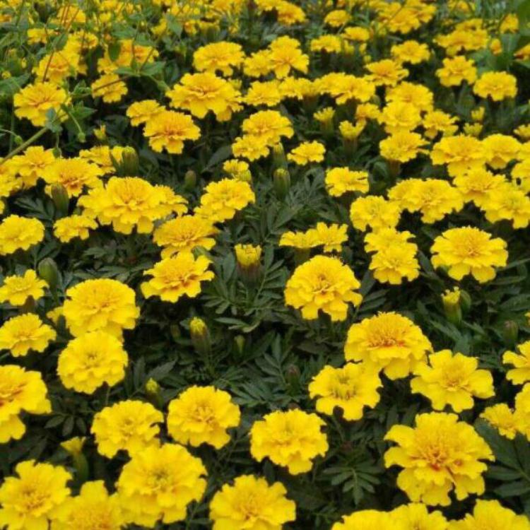 山东万寿菊批发价格-地邦|万寿菊种植基地-为您报价