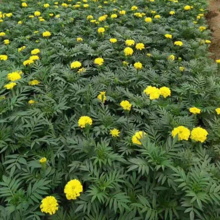 万寿菊种植基地为您介绍万寿菊批发价格-地邦