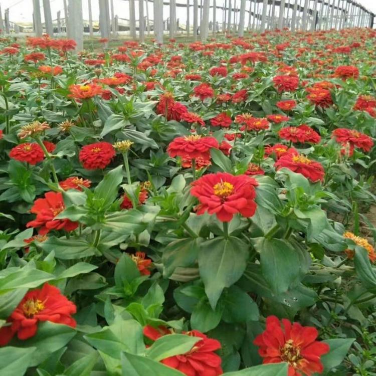 百日草种植基地   百日草批发价格   百日草供应