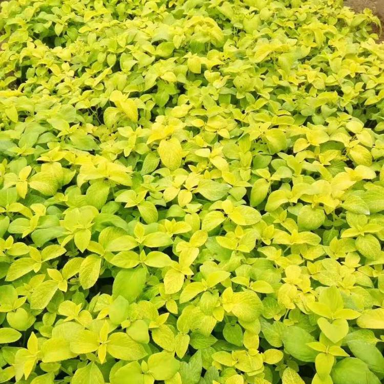 江苏彩叶草   河南彩叶草   彩叶草批发商