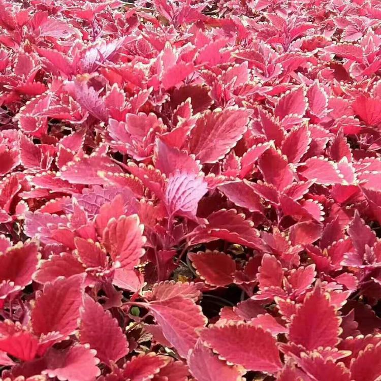 彩叶草供应商     青州彩叶草培育基地    冠奇花卉