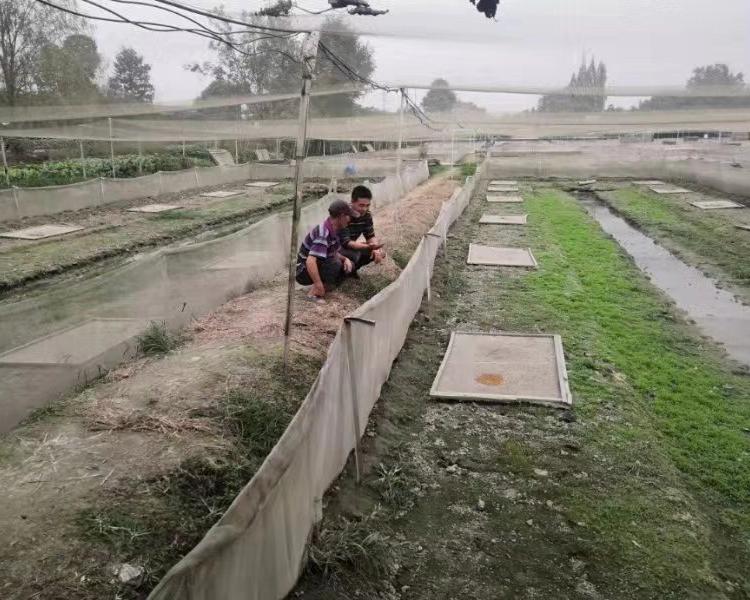 青蛙卵团 蝌蚪 养殖基地/江苏黑斑蛙养殖批发/江苏青蛙种苗养殖基地优质生产/人工青蛙养殖技术