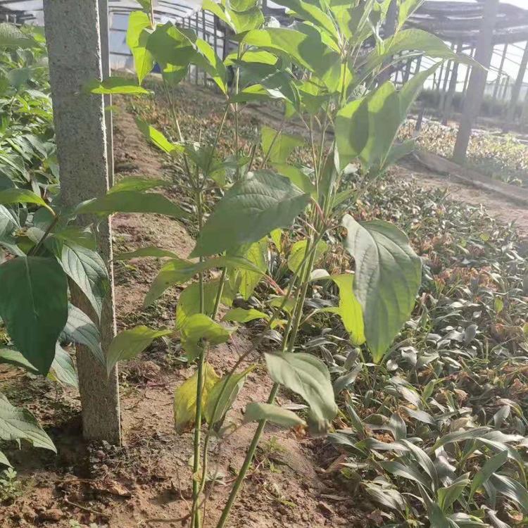 红瑞木批发价格 红瑞木种植基地 久顺