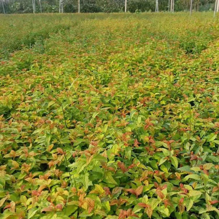 绣线菊价格 绣线菊种植基地 久顺花卉