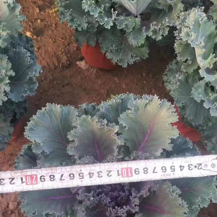 山东羽衣甘蓝批发价格 羽衣甘蓝种植基地 久顺花卉