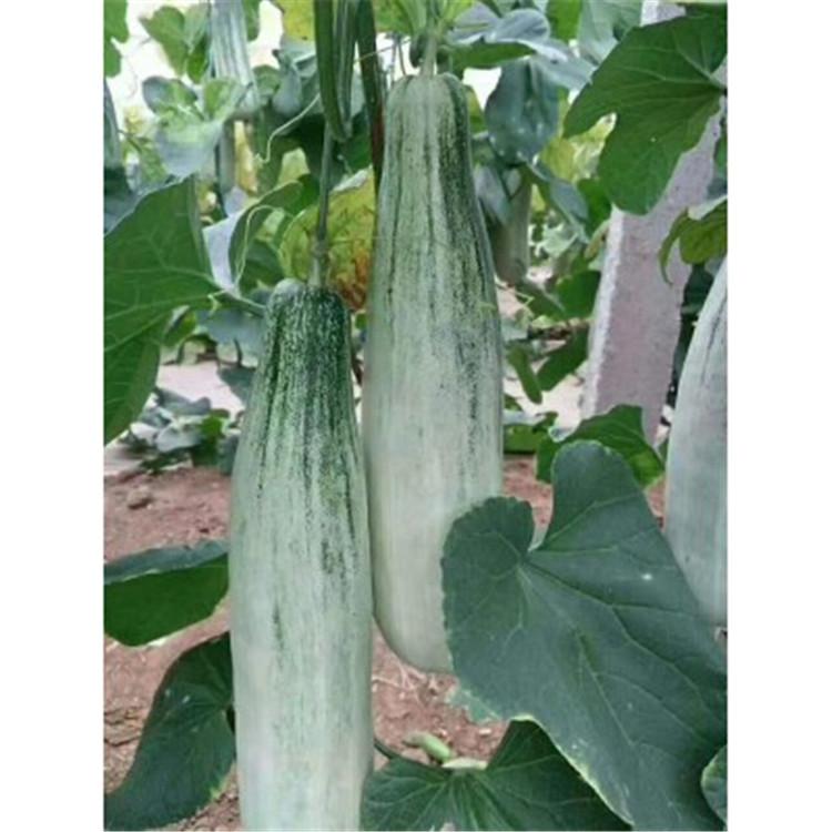 口感脆甜羊角蜜种苗  抗病毒 嫁接羊角蜜苗 全国供应
