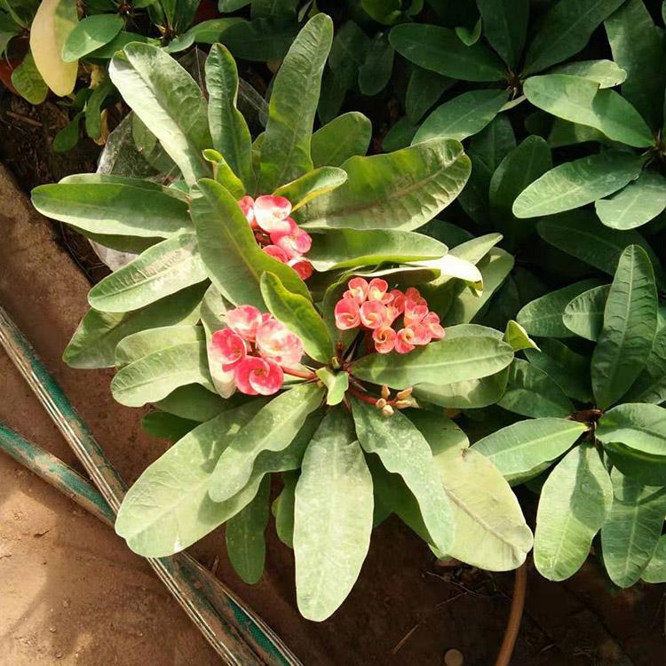 大叶刺梅 基地种植刺梅 绿植盆栽 凯洋花卉大量供应大叶刺梅