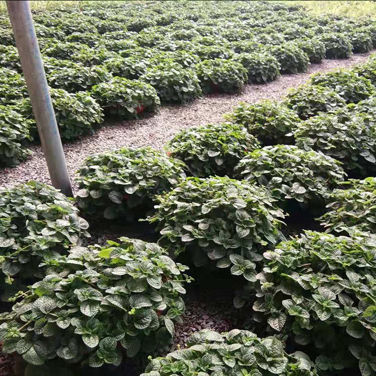 吸毒草批发  净化空气 吸毒草盆栽基地供应 凯洋花卉出售吸毒草