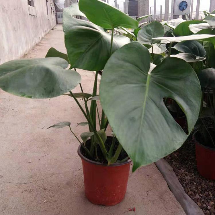 龟背竹供应 基地种植龟背竹  山东龟背竹批发商 青州凯洋