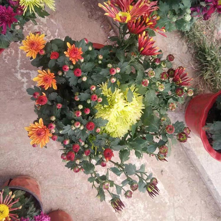荷兰菊价格 基地供应荷兰菊 青州凯洋 荷兰菊供应商