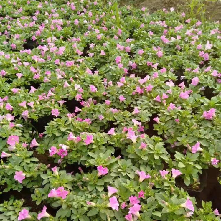 垂吊牵牛基地-种植基地-批发价格  冠奇花卉苗木