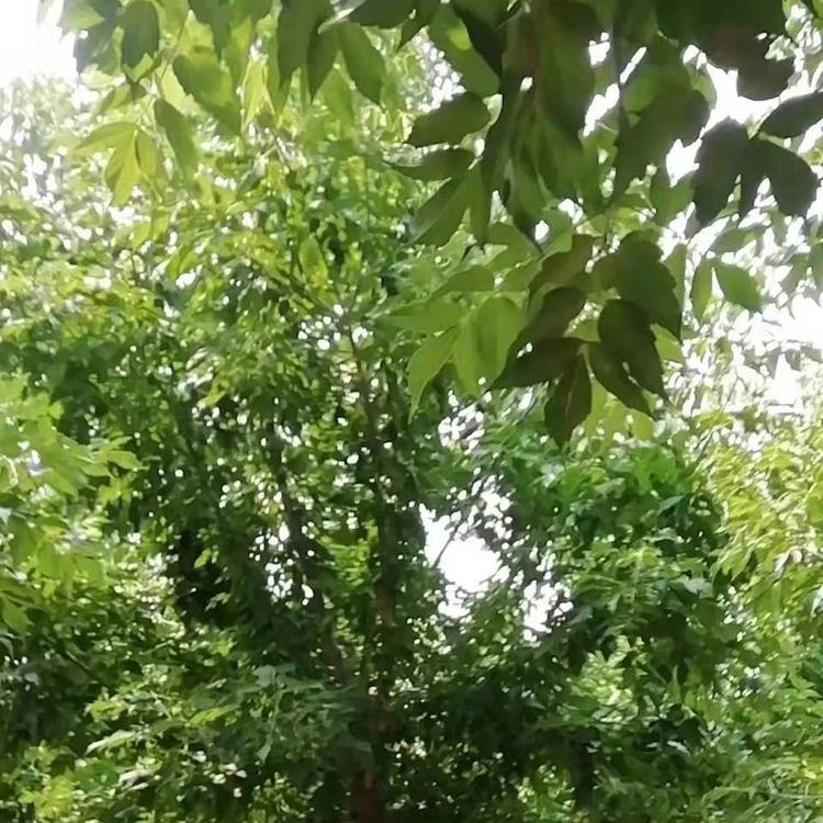 金叶复叶槭价格    金叶复叶槭基地  大量供应金叶复叶槭