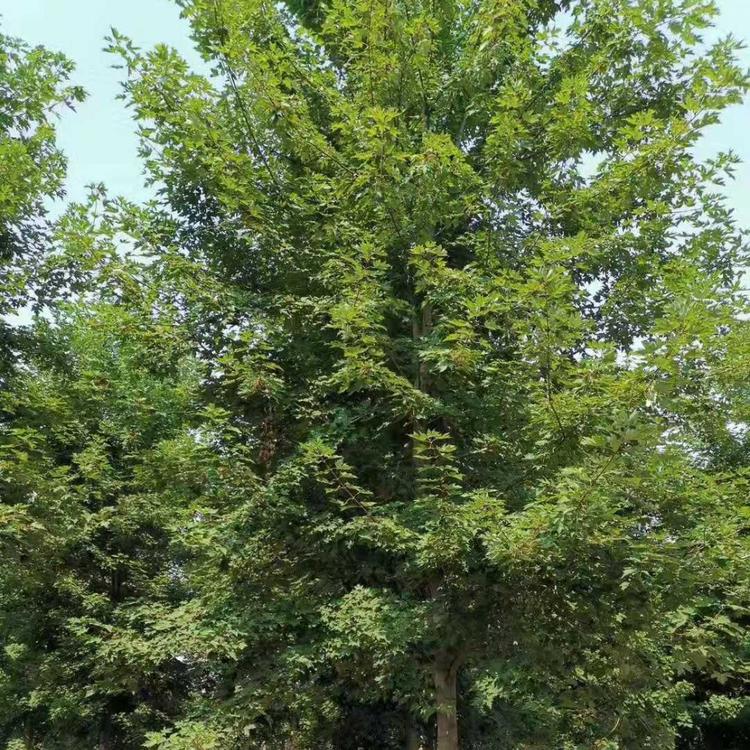 美国红枫种植培育基地   山东美国红枫大量供应