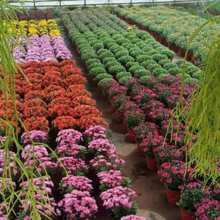 球菊价格-种植基地-球菊批发报价-球菊培育基地