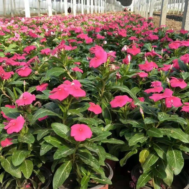 天天开批发供应商    山西天天开种植基地批发报价