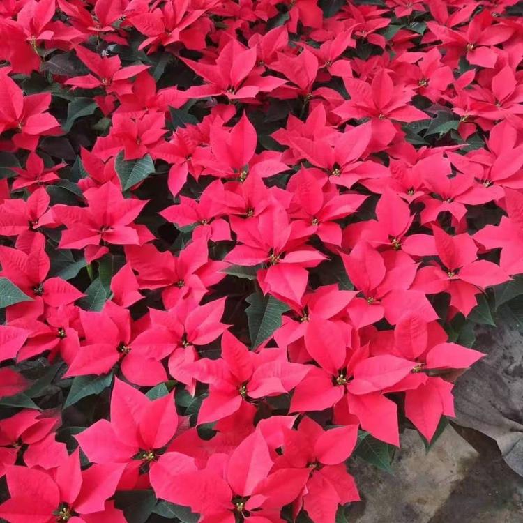 一品红批发种植培育    大量供应一品红价格