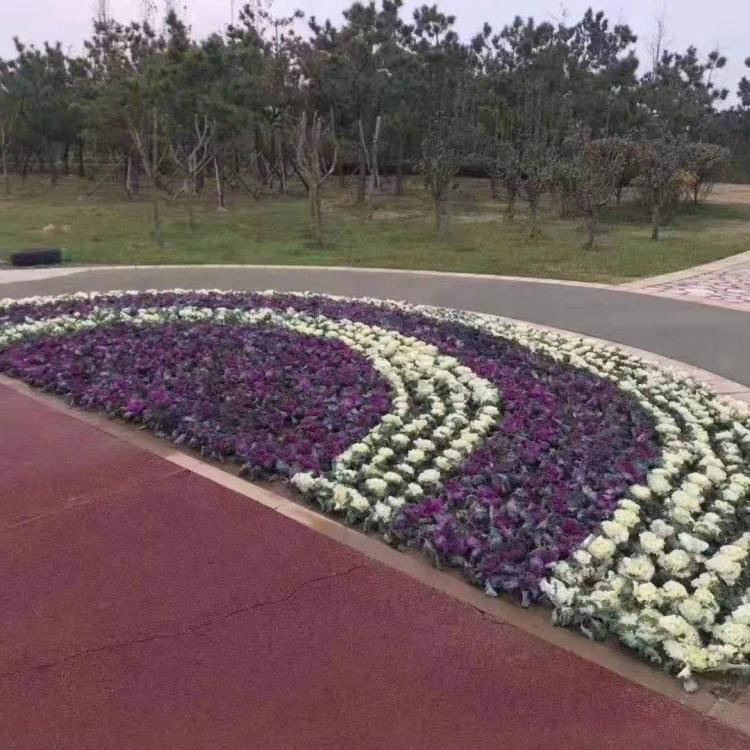 山东羽衣甘蓝   羽衣甘蓝种植基地   羽衣甘蓝报价
