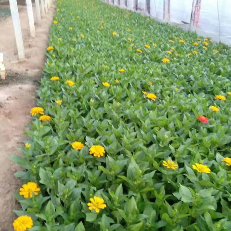 江苏百日草    安徽百日草    百日草种植基地