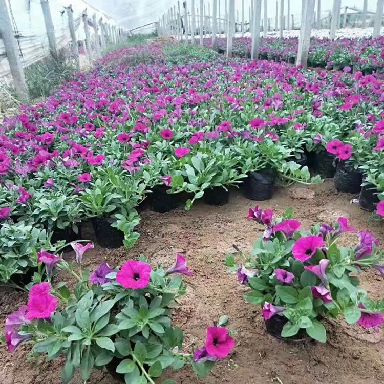 垂吊牵牛批发商    垂吊牵牛供应商   山东垂吊牵牛种植