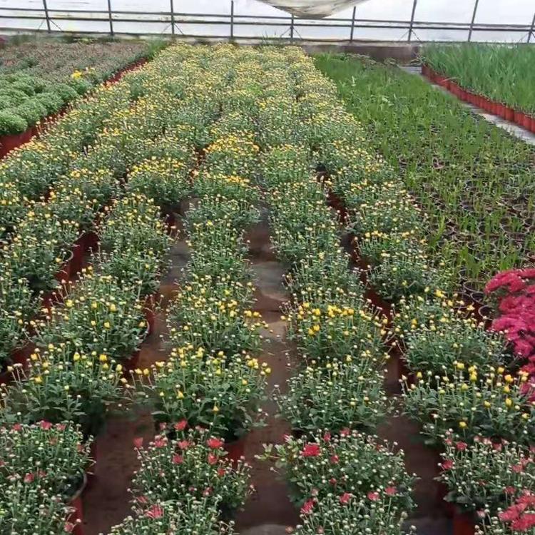 球菊种植基地    球菊批发商   球菊供应商